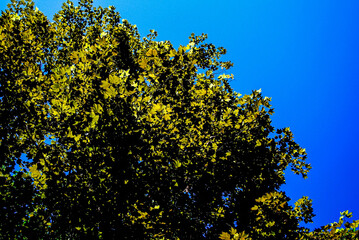 yellow and blue sky