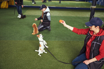 Obraz premium Instructor teaching a puppy the Stand command using a ball