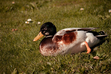 duck on the grass