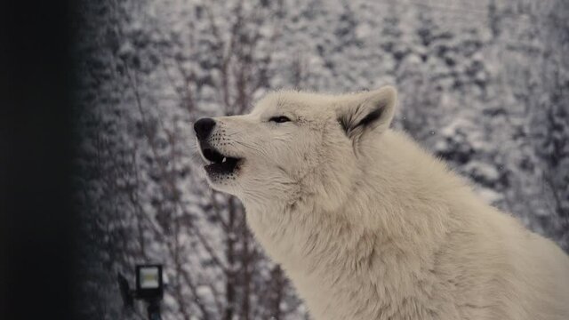 portrait of white arctic wolf against background of a winter forest. sound of howling wolf