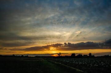 sunset over the field