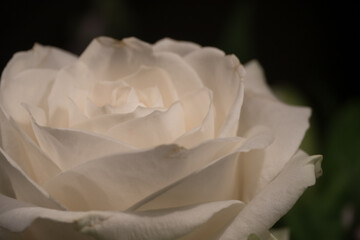 single white rose