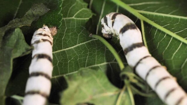 Silkworm on green mulberry leaves, Macro photo of a Silkworm eating a mulberry leaf.