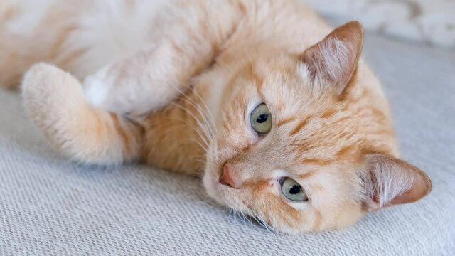 Ginger cat lying down resting. ginger cat lies on the couch and moves its ears