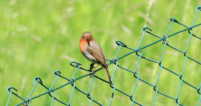 Rotkehlchen auf einem Zaun mit Futter im Schnabel