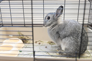 Grey rabbit sitting in a cage, close-up of rabbit muzzle, natural light, farming. bunny domestic...
