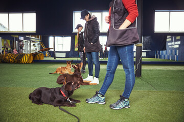 Calm obedient canines undergoing group dog training - Powered by Adobe