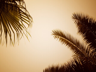Summer background. Silhouettes of leaves of different palm trees in the setting sun, from bottom to...