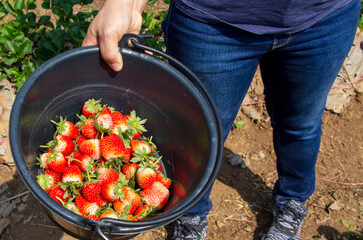 hands holding a black plastic bucket of organic strawberry which harvest from a farm. Fresh fruits, plants concept