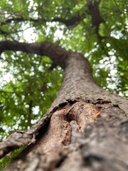 nature and tree