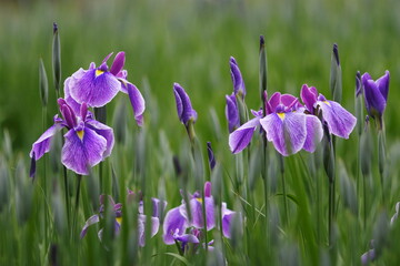 iris 6月の菖蒲(アヤメ)