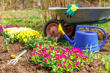 Flowerbed and gardener equipment wheelbarrow garden cart watering can garden rake in garden on summer day. Farm worker tools ready to planting seedlings or flowers. Gardening and agriculture concept