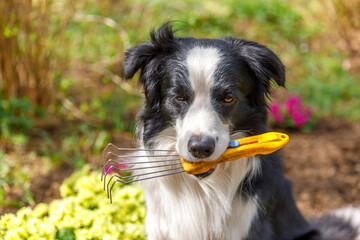 Outdoor portrait dog border collie holding garden rake in mouth on garden background. Funny puppy dog as gardener fetching rake for weeding ready to planting. Gardening and agriculture concept.
