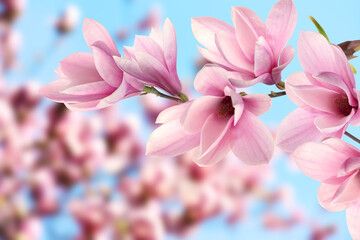 Beautiful pink magnolia flowers outdoors. Amazing spring blossom