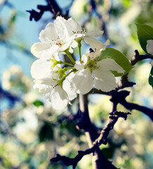 Blossom blooming on trees in springtime. Wild pear tree flowers blooming.