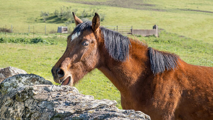 Mustang, horse, portrait, close-up brown with black mane licking the rocks