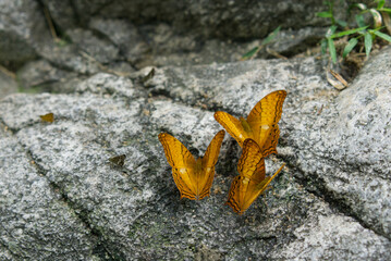 Beautiful butterflies in the Chaloem Phra Kiat Thai National Park, Prachan, Ratchaburi, Thailand