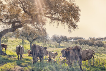 Fototapeta na wymiar herd of cows grazing in the meadow in summertime