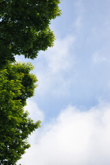 空と緑