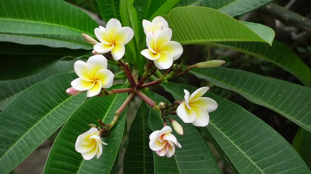 White-yellow Plumeria flowers are swaying in the wind on the green tree. White Plumeria flowers in green background. Slow motion video. 