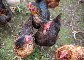 Chickens in close-up pen with grassy background