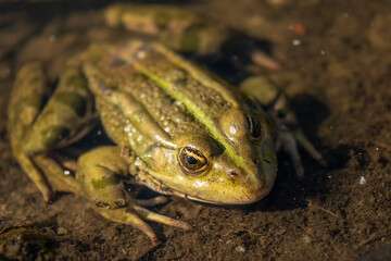 Green frog sitting in a pond. Green frog on the water surface. Close-up.