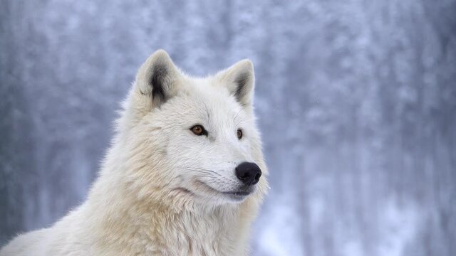 portrait of an arctic white wolf on a forest background. the wolf leaves the screen