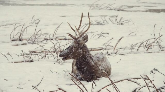 sitting deer during heavy snowfall, natural sound of howling wolf