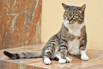 The cat is sitting on a marble slab. Street cat on a yellow wall background.