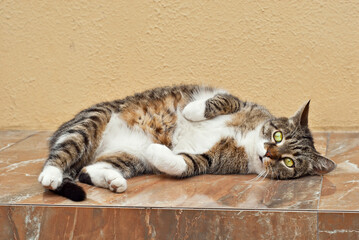 The cat is sitting on a marble slab. Street cat on a yellow wall background. The cat basks in the...