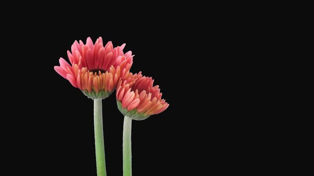 Time-lapse of growing and opening pink gerbera flower 1a1 in PNG+ format with ALPHA transparency channel isolated on black background