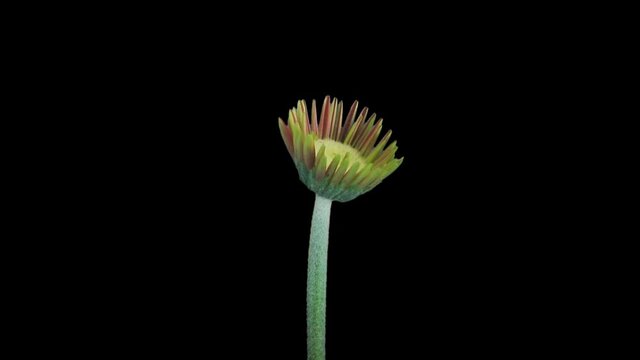 Time-lapse of growing and opening red gerbera flower 3x1 in PNG+ format with ALPHA transparency channel isolated on black background
