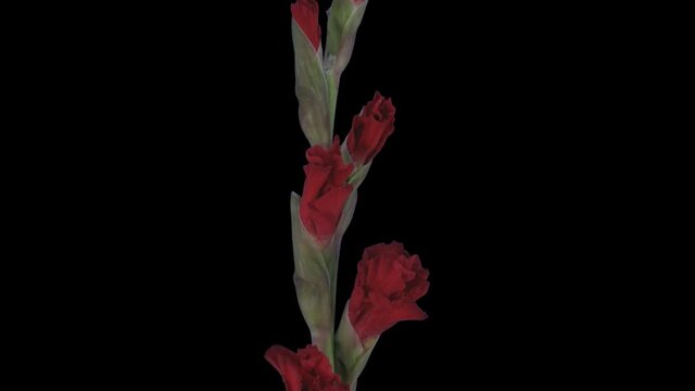 Time-lapse of opening red gladiolus flower 5a1 in PNG+ format with ALPHA transparency channel isolated on black background