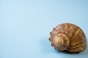 Sea shell, on a blue background. Summer vacation concept.
