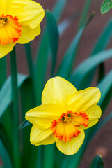 Daffodil flower