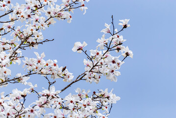 Magnolia kobus, コブシ