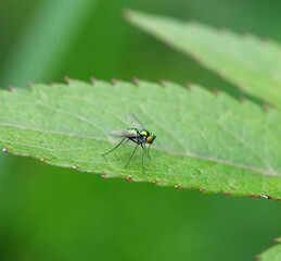 葉の上で立ち止まるウデゲヒメホソアシナガバエのメス1