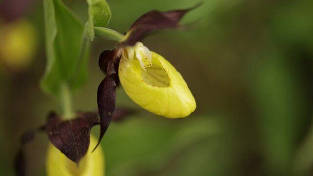 Severely endangered orchid, Cypripedium calceolus flower plant lady's-slipper orchid. A rare plant whose flower resembles a lady's shoe.