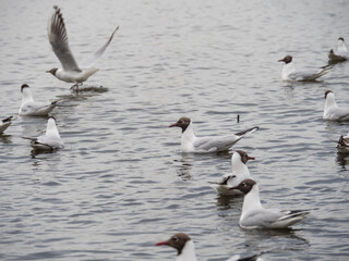 Floating seagulls on the water. Seagulls on the water in the city park. A flock of seagulls.