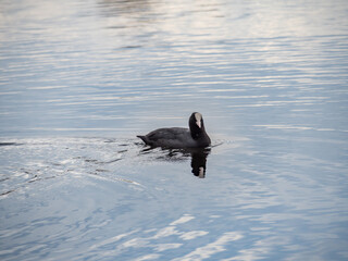 The coot bird swims in the city pond. Coot on the water. Black bird in natural nature