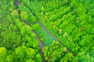 Aerial view of land surface, forest with tree top in vibrant green spring color, natural outdoor abstract background