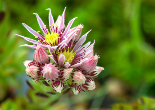 sempervivum flower