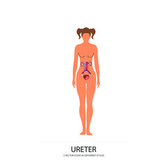 ureter, kidney, medicine, medical, urology, renal, disease, anatomy, health, organ, care, science, human, system, urinary, bladder, illustration, treatment, surgery, biology, body, healthy, doctor, ne
