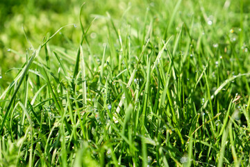 Green grass, close-up. Natural background. Green, juicy grass with dew drops in the rays of the bright sun, blurred background.