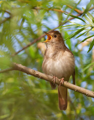 Thrush Nightingale, Luscinia luscinia. A bird sits on a tree branch and sings