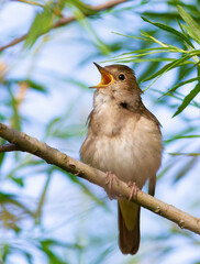 Thrush Nightingale, Luscinia luscinia. A bird sits on a tree branch and sings