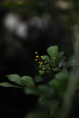 Chinese Rice flower 