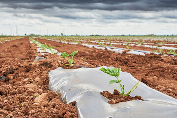 Farmland with plastic mulch