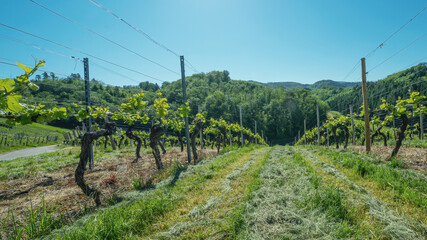 Fototapeta na wymiar Beautiful landscape background, panorama of vineyards grapevines grapes in the Black Forest Durbach Offenburg Ortenaukreis