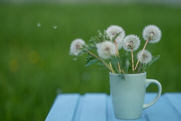 Beautiful white dandelions on a blue wooden table and green background
